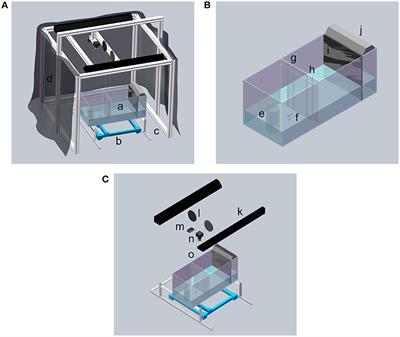 A Comparison of Individual Learning and Social Learning in Zebrafish Through an Ethorobotics Approach